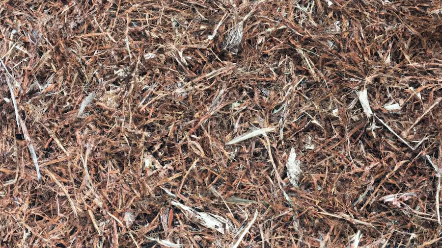 Mulching pine needles can provide a variety of benefits. Learn why mulch made from pine needles is a great choice.