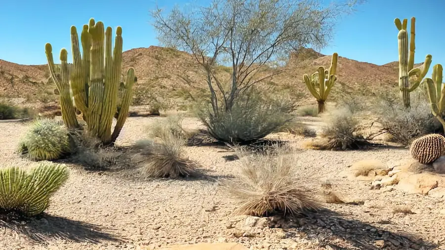 The [Best] Low Maintenance Desert Landscape Backyard Ideas