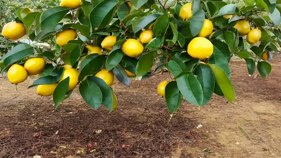 How to Grow and Care for a Meyer Lemon Tree